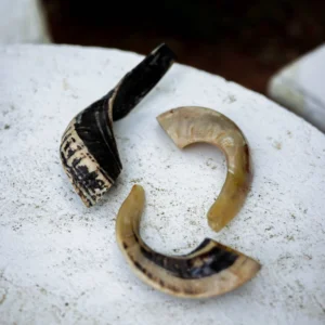 Shofar | Ram's Horn
