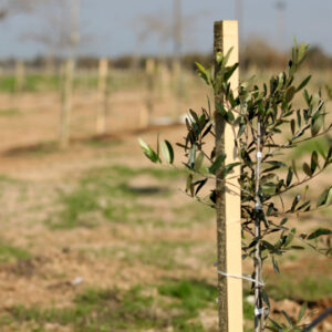 process planting olive trees 1